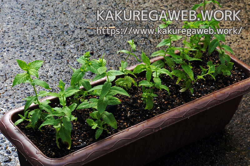 ハーブ ミントあれこれ 香草リラックス ペパーミントの栽培と増やし方 Kakuregaweb Work