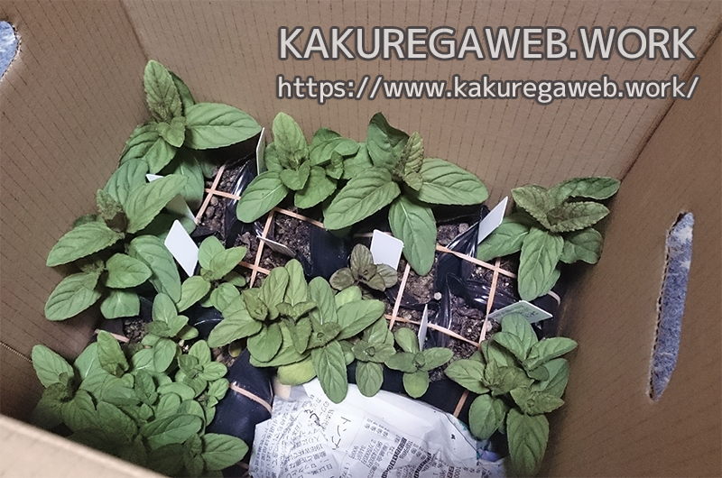 ハーブ 更なる清涼感を求めて ニホンハッカ ホクト の栽培 その１ Kakuregaweb Work