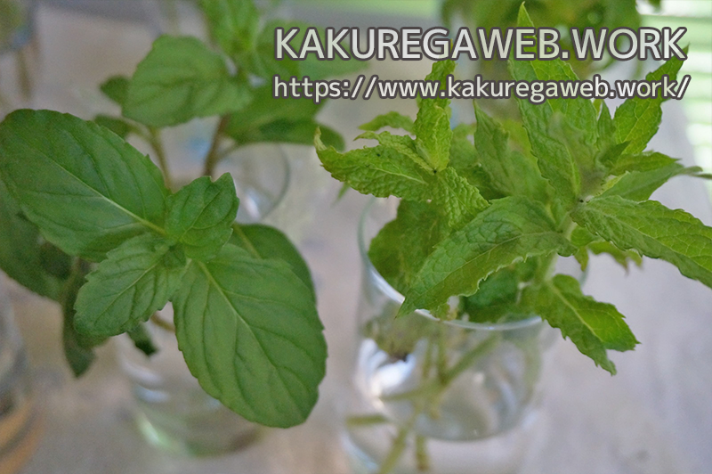 ハーブ 更なる清涼感を求めて ニホンハッカ ホクト の栽培 その２ Kakuregaweb Work