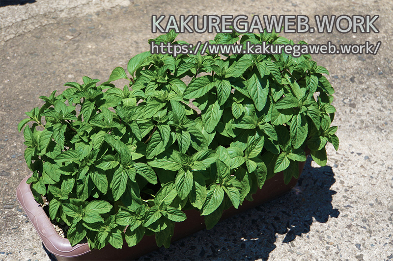 ハーブ 更なる清涼感を求めて ニホンハッカ ホクト の栽培 その３ Kakuregaweb Work