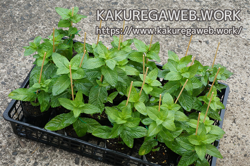 ハーブ 更なる清涼感を求めて ニホンハッカ ホクト の栽培 その４ Kakuregaweb Work