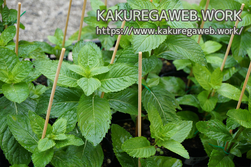 ハーブ 更なる清涼感を求めて ニホンハッカ ホクト の栽培 その４ Kakuregaweb Work