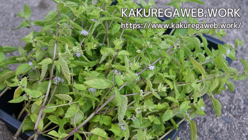 ハーブ 更なる清涼感を求めて ニホンハッカ ホクト の栽培 その５ Kakuregaweb Work